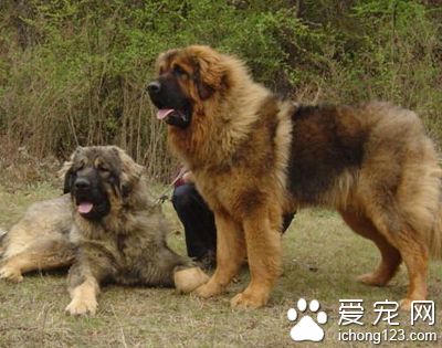 高加索犬吃的多嗎 需要補充高熱量食物
