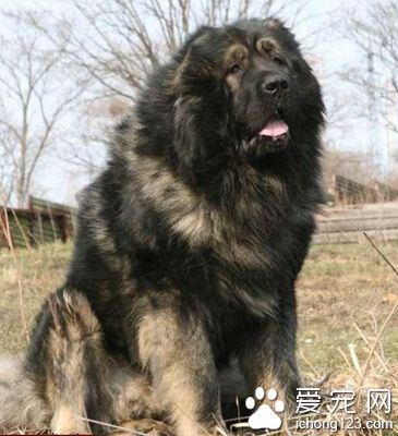 高加索犬食量 高加索的食量比較大