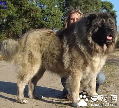 高加索犬喂養 給它最合適的飲食管理