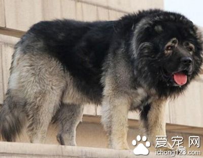 高加索犬飼養方法 免疫注射每年一次