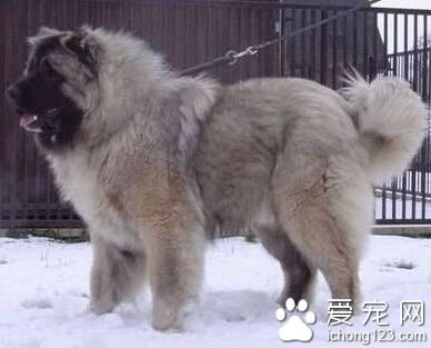 高加索犬吃什麼 多喂富含蛋白質的飼料