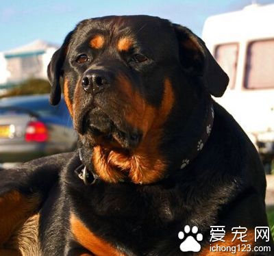 羅威納犬如何飼養 補充適量的維生素類
