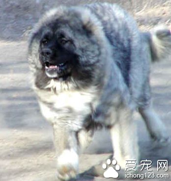 高加索犬好養嗎 需要寬敞舒適的場地