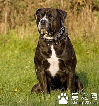 羅威納犬吃什麼好 它們天生愛吃骨頭