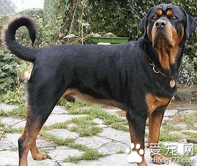 羅威納犬吃什麼 適當補充蔬菜和肉類