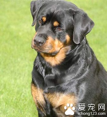 羅威納犬可以長多大 防止羅威納犬肥胖