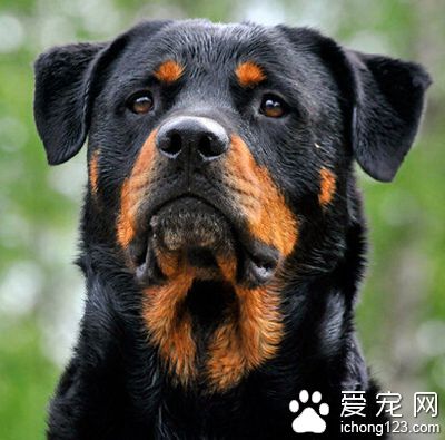 羅威納犬為什麼斷尾 為了能夠更好的工作