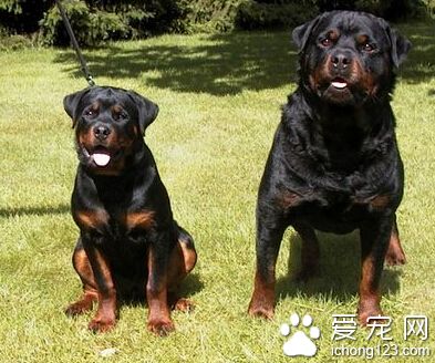 羅威納犬體味 注意口腔的清潔