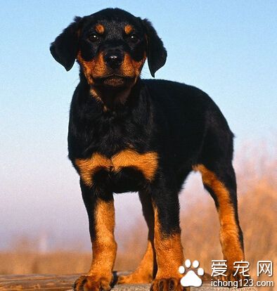 羅威納犬有多大 身體部位比較均勻
