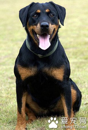 羅威納犬冬天怕冷嗎 注意給它保暖