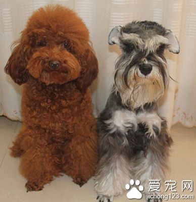 雪納瑞吃什麼狗糧 自制狗糧搭配合理