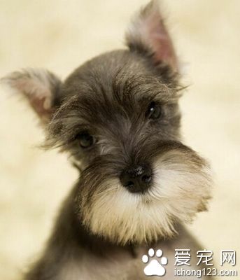 雪納瑞吃什麼 選購正規的天然狗糧