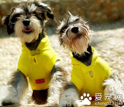 迷你雪納瑞多大 品種不同標准體型也不同