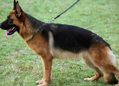德國牧羊犬喂什麼好 主食是動物性飼料
