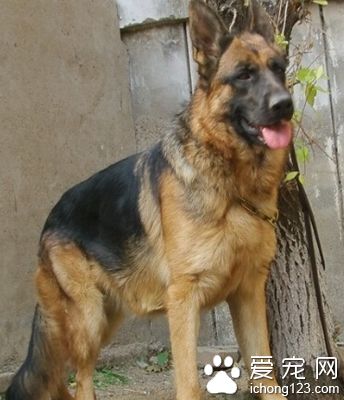 德國牧羊犬怎麼喂養 營養搭配要合理