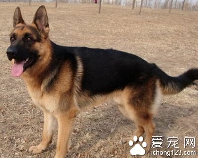 德國牧羊犬吃什麼 用營養豐富的喂養方法