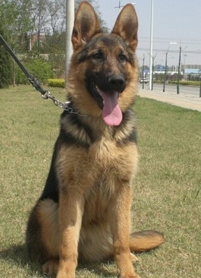 德國牧羊犬喂養 德牧性情比較溫和