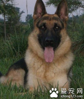 怎麼養德國牧羊犬 也要照顧好它的情緒