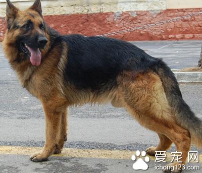 德國牧羊犬怎麼樣 忠誠護主