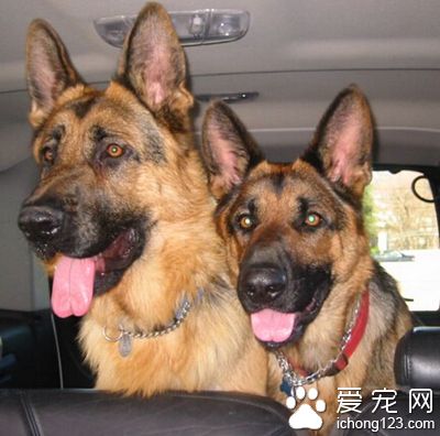 德國牧羊犬咬人嗎 它有很強的領地意識