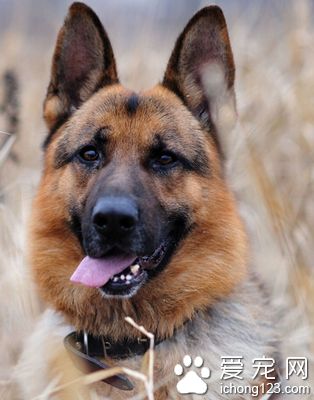 德國牧羊犬交配 幼犬需要較大的空間