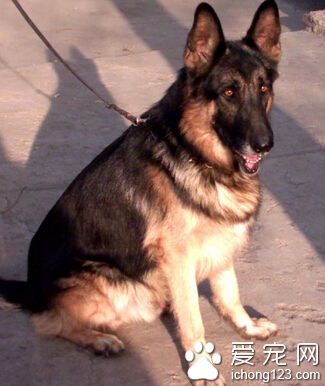 德國牧羊犬飼養方法 從幼犬開始多相處