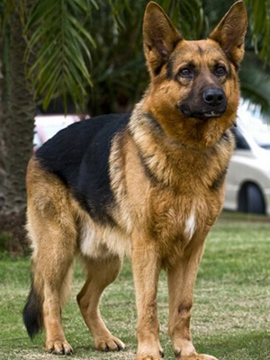 德國牧羊犬好養嗎 需耐心細致地管理
