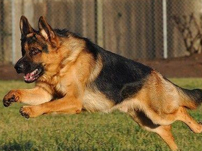 德國牧羊犬怎麼養 最大優點自信而不自傲