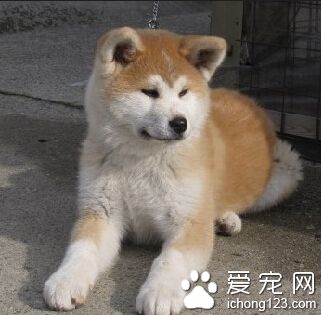 秋田犬掉毛 加強日常的護理和管理
