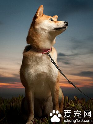 秋田犬的飼養 需要注意飲食衛生