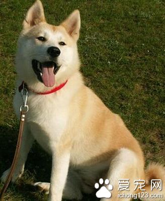 秋田犬喂養 需要進行單獨的飼養