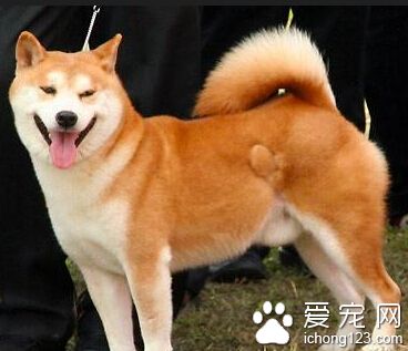 如何養秋田犬 幼犬的腸胃消化能力較弱