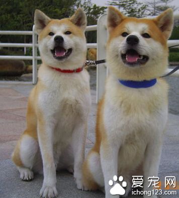 秋田犬咬人嗎 秋田犬咬人原因分析