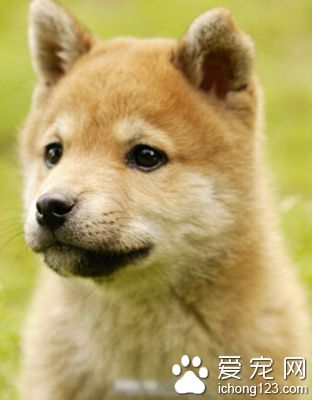 秋田犬能長多大 體重在40公斤左右