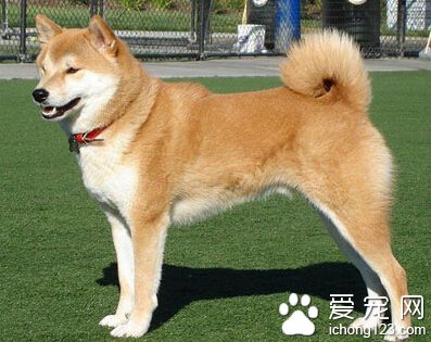 秋田犬壽命 它的壽命一般在12年左右