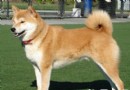 秋田犬壽命 它的壽命一般在12年左右
