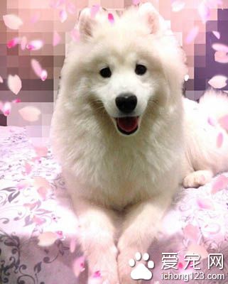 薩摩耶幼犬喂養 很小的狗要少吃多餐