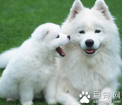 薩摩耶喜歡吃什麼 宜選擇不含脂肪的部分