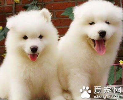 薩摩耶犬能長多大 性情活潑體形中等