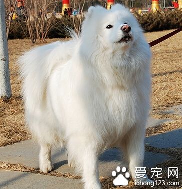 薩摩耶拉肚子 注意保持室溫給它保暖