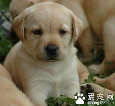拉布拉多犬吃什麼 不可缺少的4大類食品