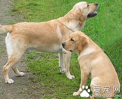 拉布拉多一天吃多少 按照少食多餐的原則