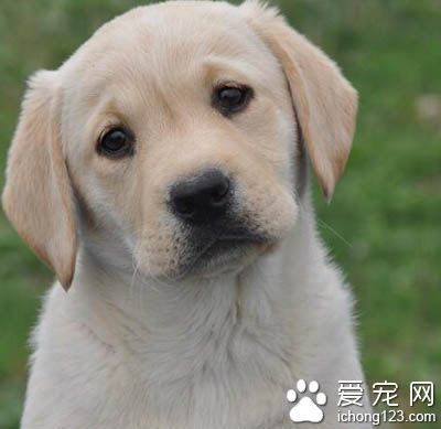 拉布拉多幼犬喂養 進食容易消化的食物