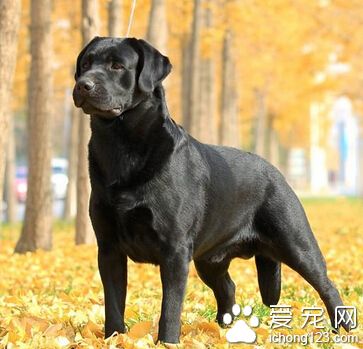 拉布拉多吃什麼 對它進行科學的喂養