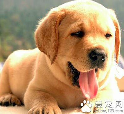 拉布拉多體味重嗎 本身體味並不重