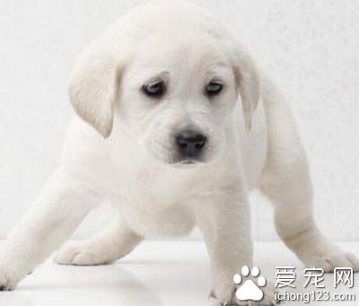 拉布拉多掉毛嗎 不能洗澡過勤