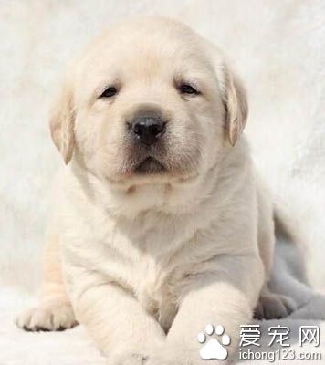 拉布拉多咬人嗎 應該第一時間制止它