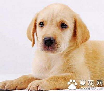 拉布拉多好養嗎  需要比較大的運動量
