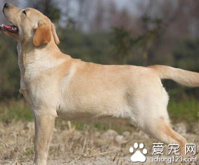 拉布拉多犬好養嗎 它是一完全的自然品種