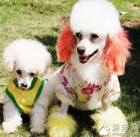 狗狗最愛吃什麼 要注意搭配保證營養均衡